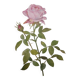 Botanical plate from 1968 Botanical illustration of rose - - Vintage illustration of flower and rose