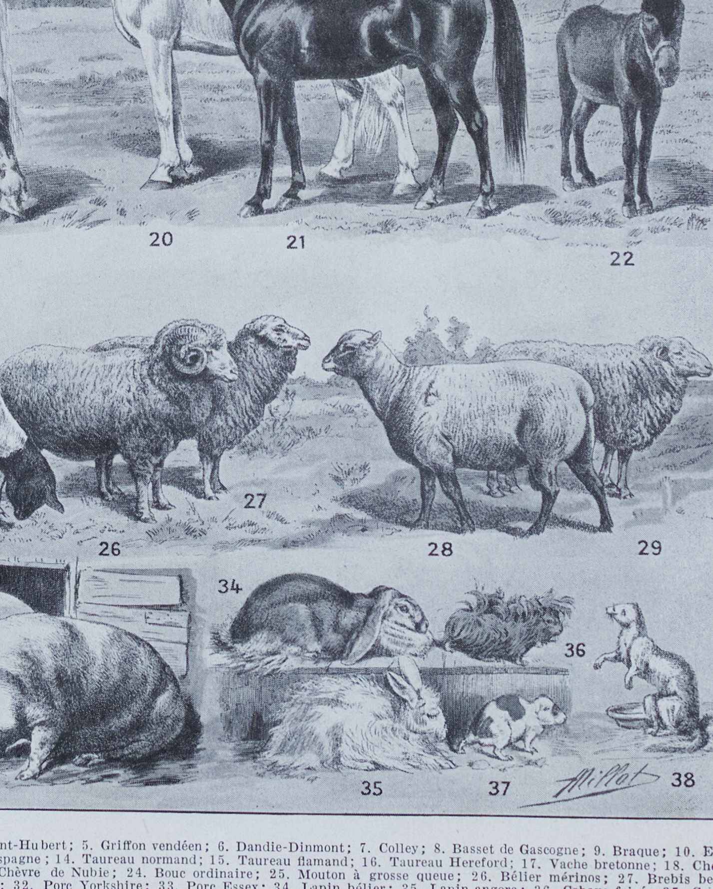 Original plate from 1930: wild and domestic mammals