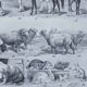 Original plate from 1930: wild and domestic mammals