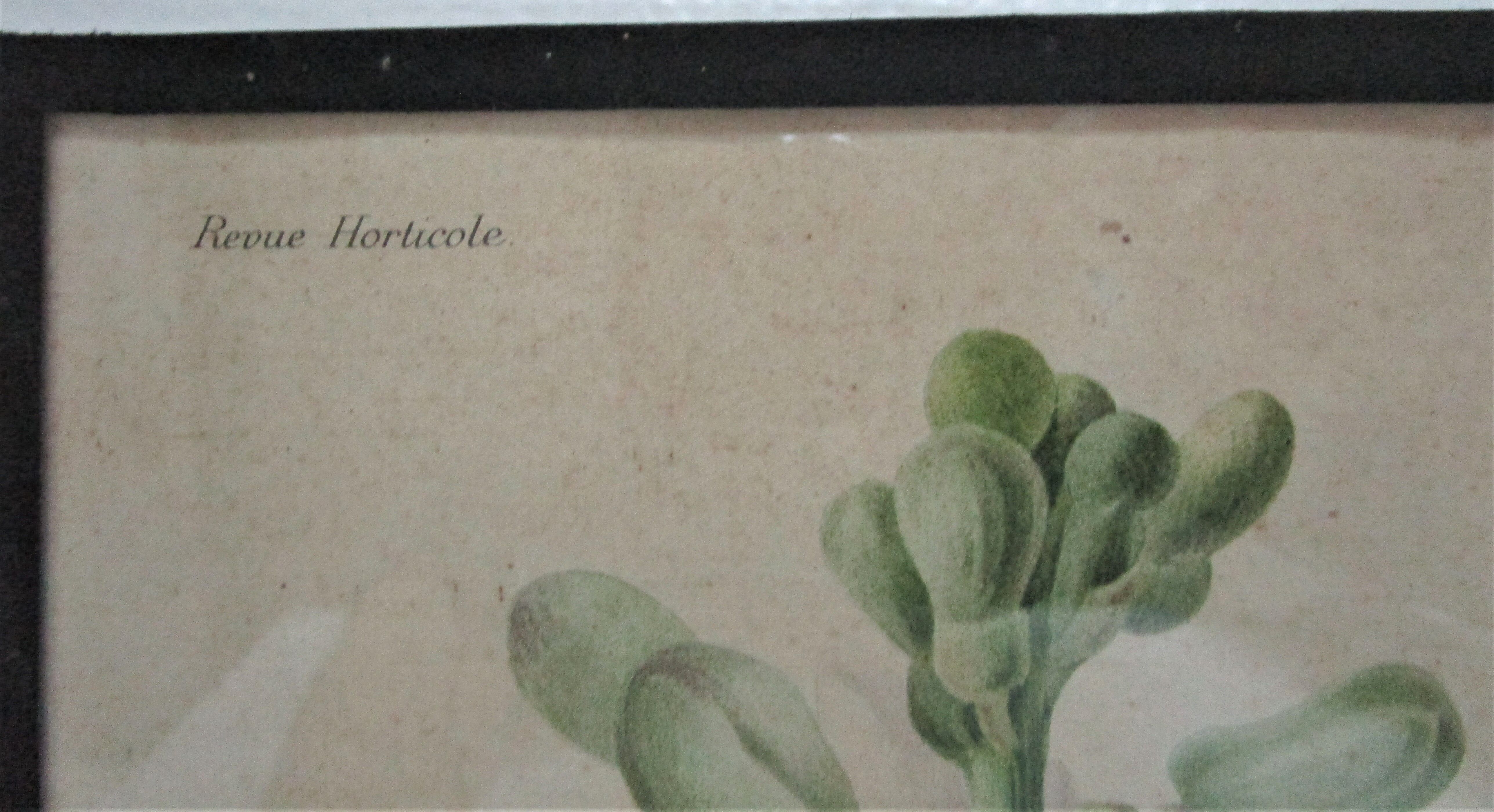 Trois planches botaniques encadrées orchidée rhododendron campanule médium vintage