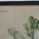 Trois planches botaniques encadrées orchidée rhododendron campanule médium vintage