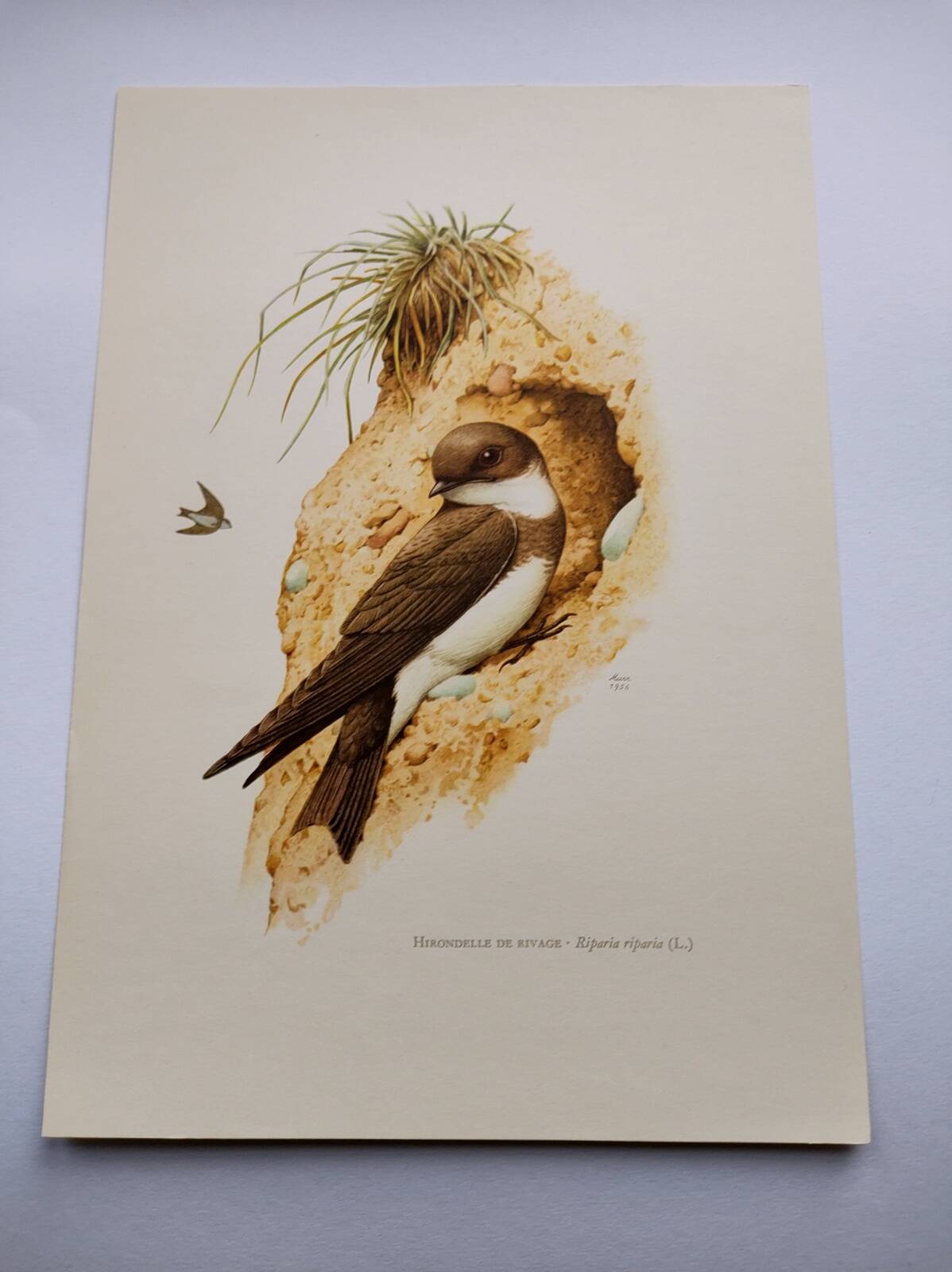 Old bird plate from the 1960s - Shore Swallow - Illustration