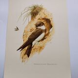 Old bird plate from the 1960s - Shore Swallow - Illustration