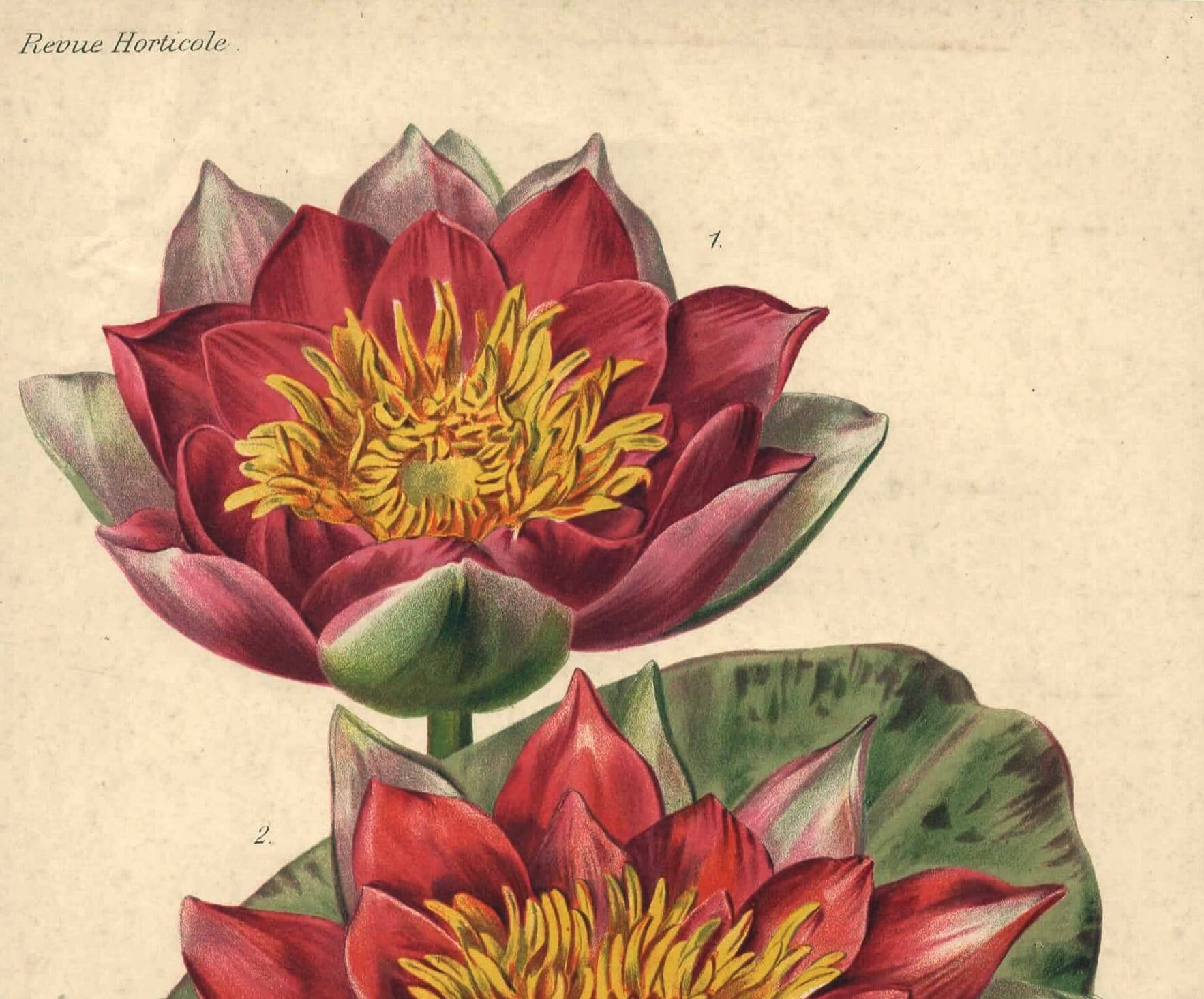 Botanical Engraving 1896 - New Water Lilies by L. Descamps-Sabouret - flower