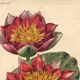 Botanical Engraving 1896 - New Water Lilies by L. Descamps-Sabouret - flower