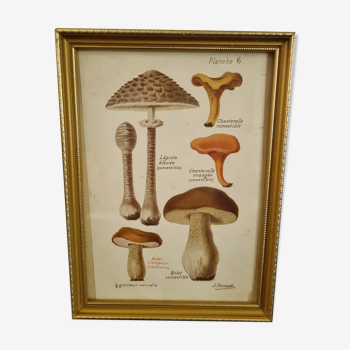 Antique engraving mushrooms