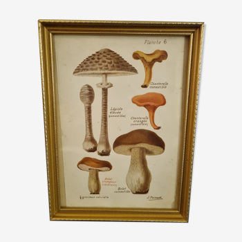 Gravure ancienne champignons