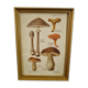 Antique engraving mushrooms