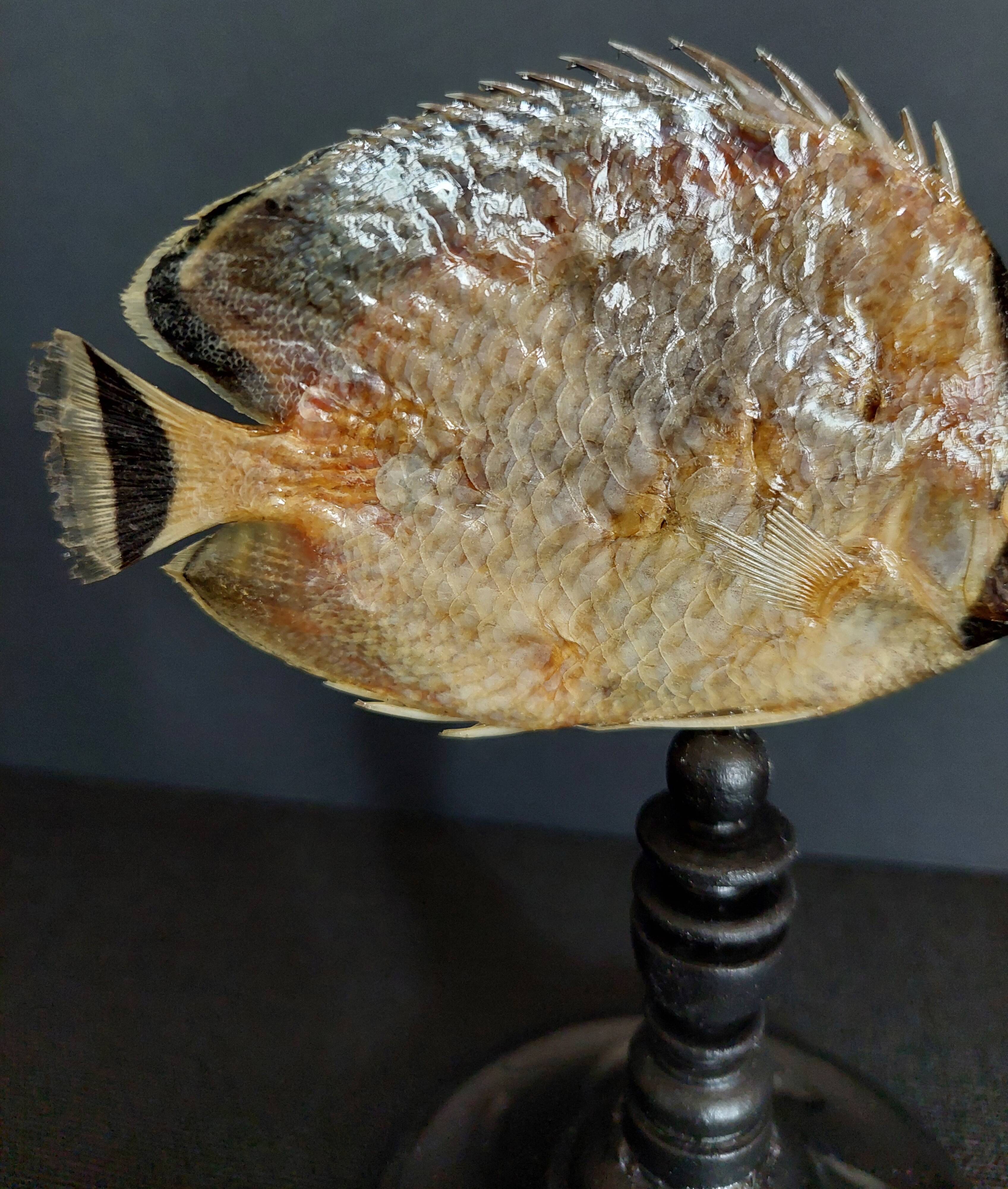 Cabinet de Curiosités poisson papillon sédentaire chaetodon sedentarius