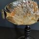 Cabinet de Curiosités poisson papillon sédentaire chaetodon sedentarius