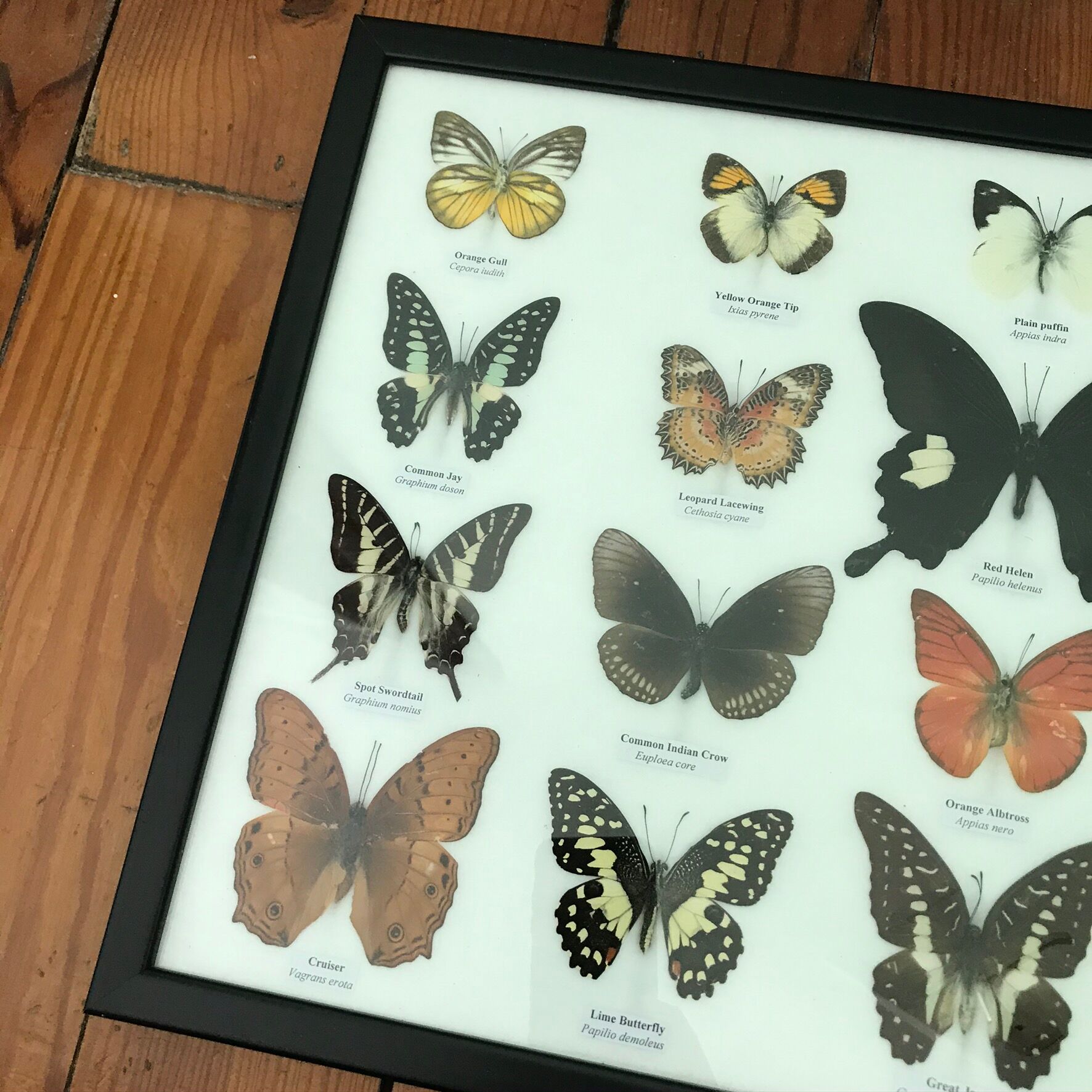 Frame butterflies assortment of 20 - 48 x 33