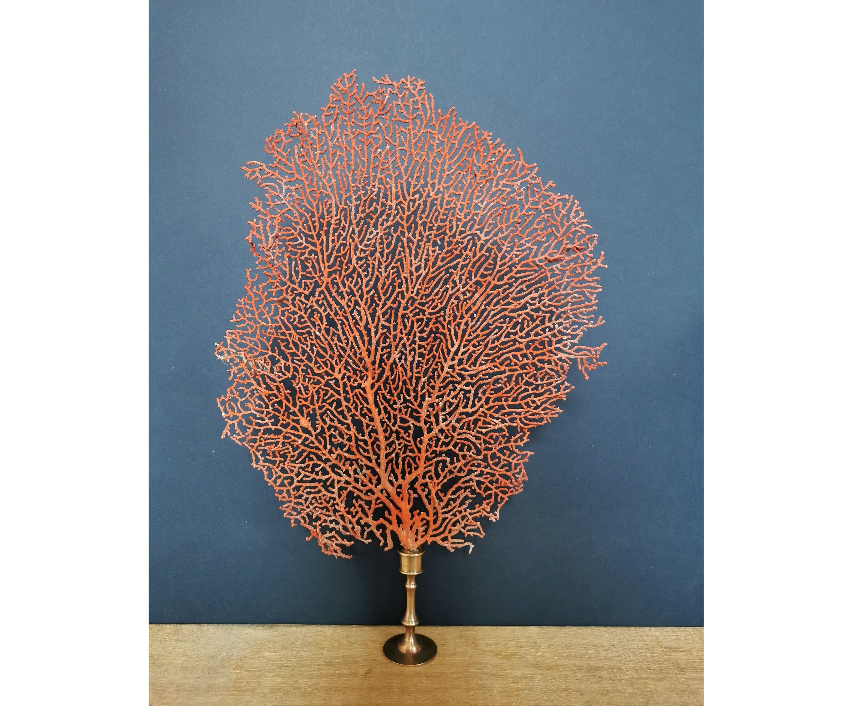 Gorgon Rouge, Brass base (Early XXth) 33*23 cm