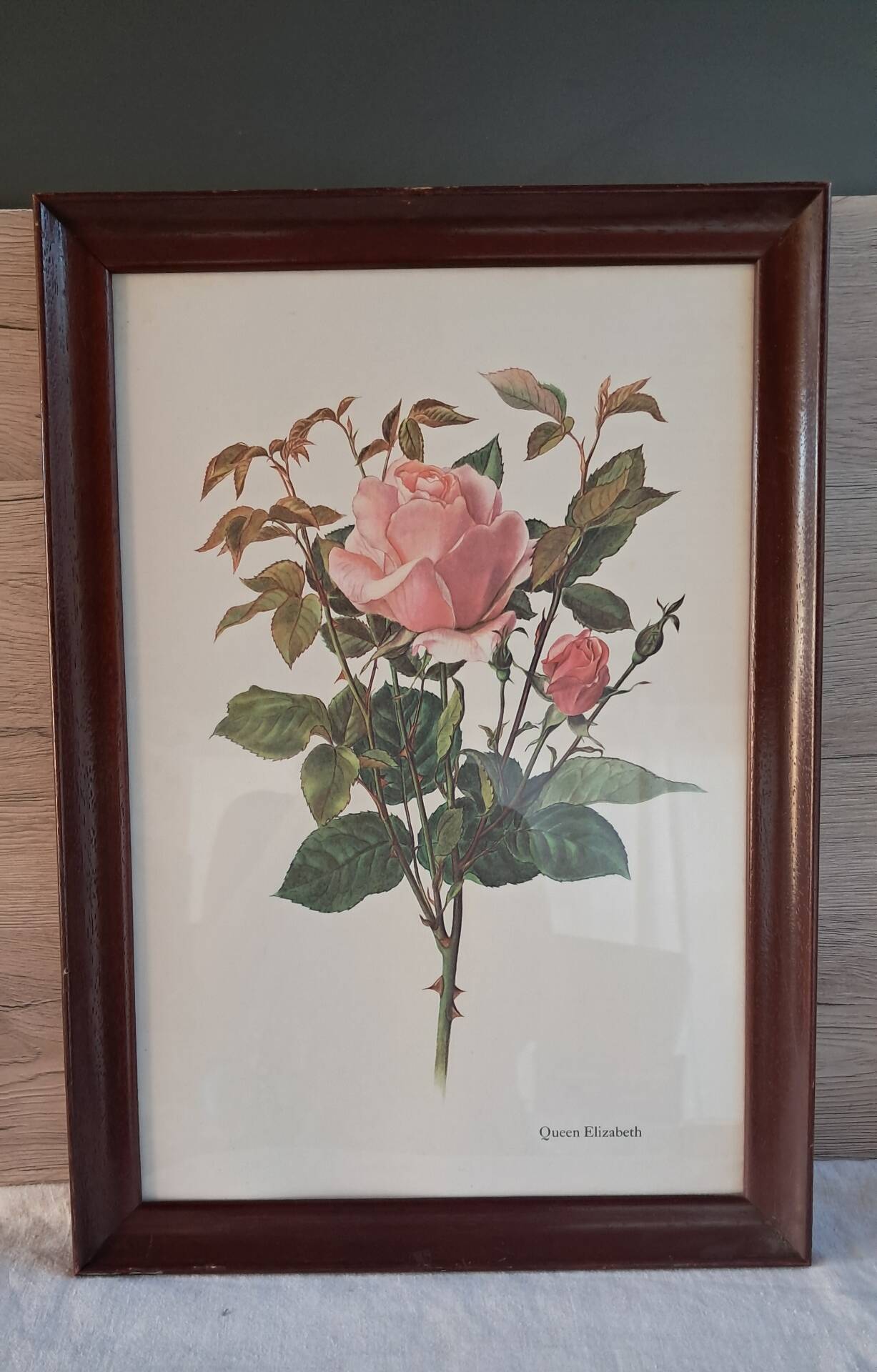 Botanical engraving vintage frame "Rose Queen Elizabeth" by Lotte Gün