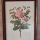 Botanical engraving vintage frame "Rose Queen Elizabeth" by Lotte Gün