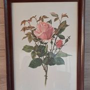 Gravure botanique cadre vintage « Rose Queen Elizabeth » par Lotte Gün