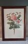 Botanical engraving vintage frame "Rose Queen Elizabeth" by Lotte Gün