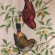 Painting printing birds