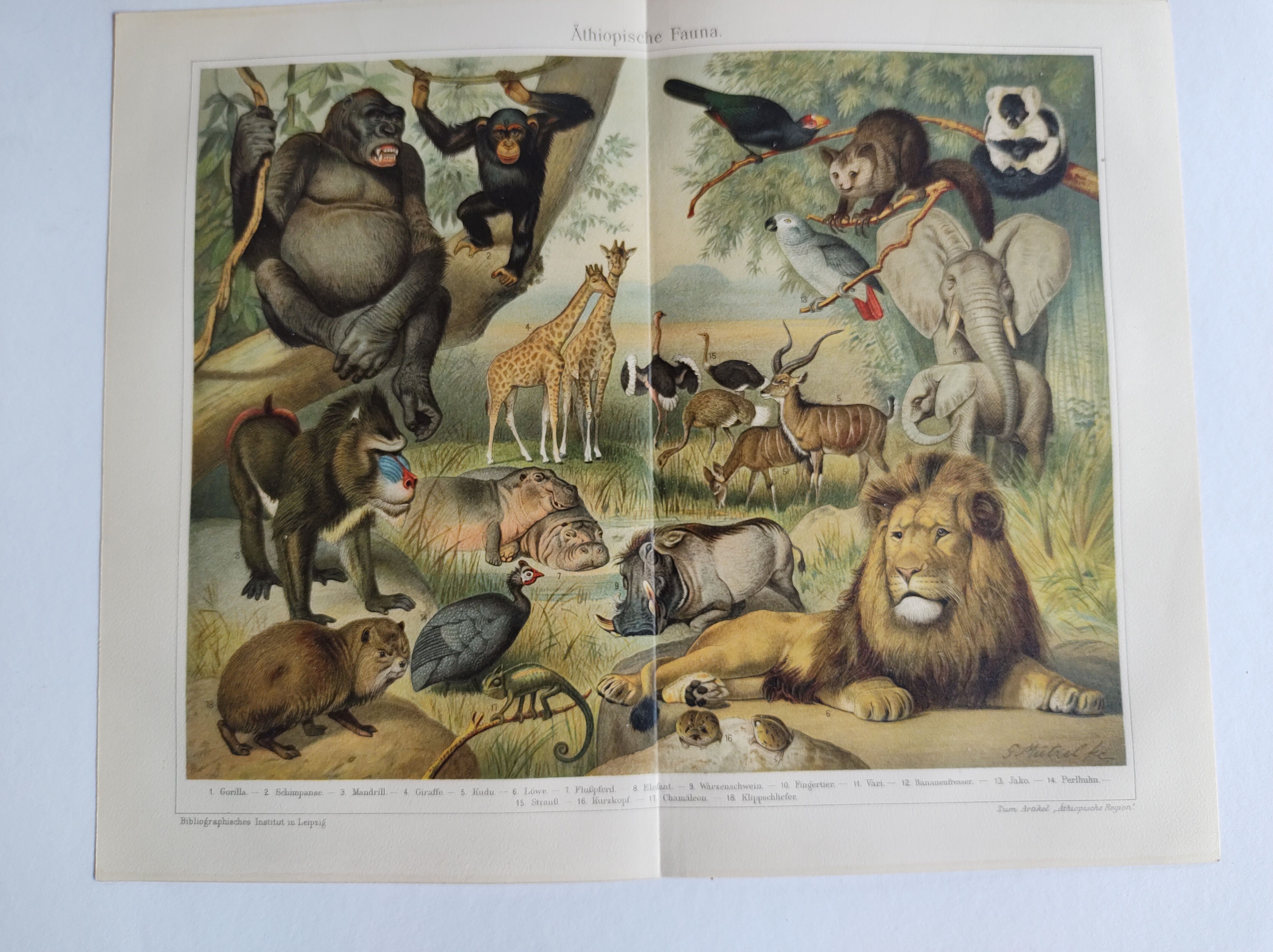 Gravure ancienne - Faune et animaux d'Afrique - Chromo-Lithographie originale de 1909