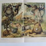 Gravure ancienne - Faune et animaux d'Afrique - Chromo-Lithographie originale de 1909