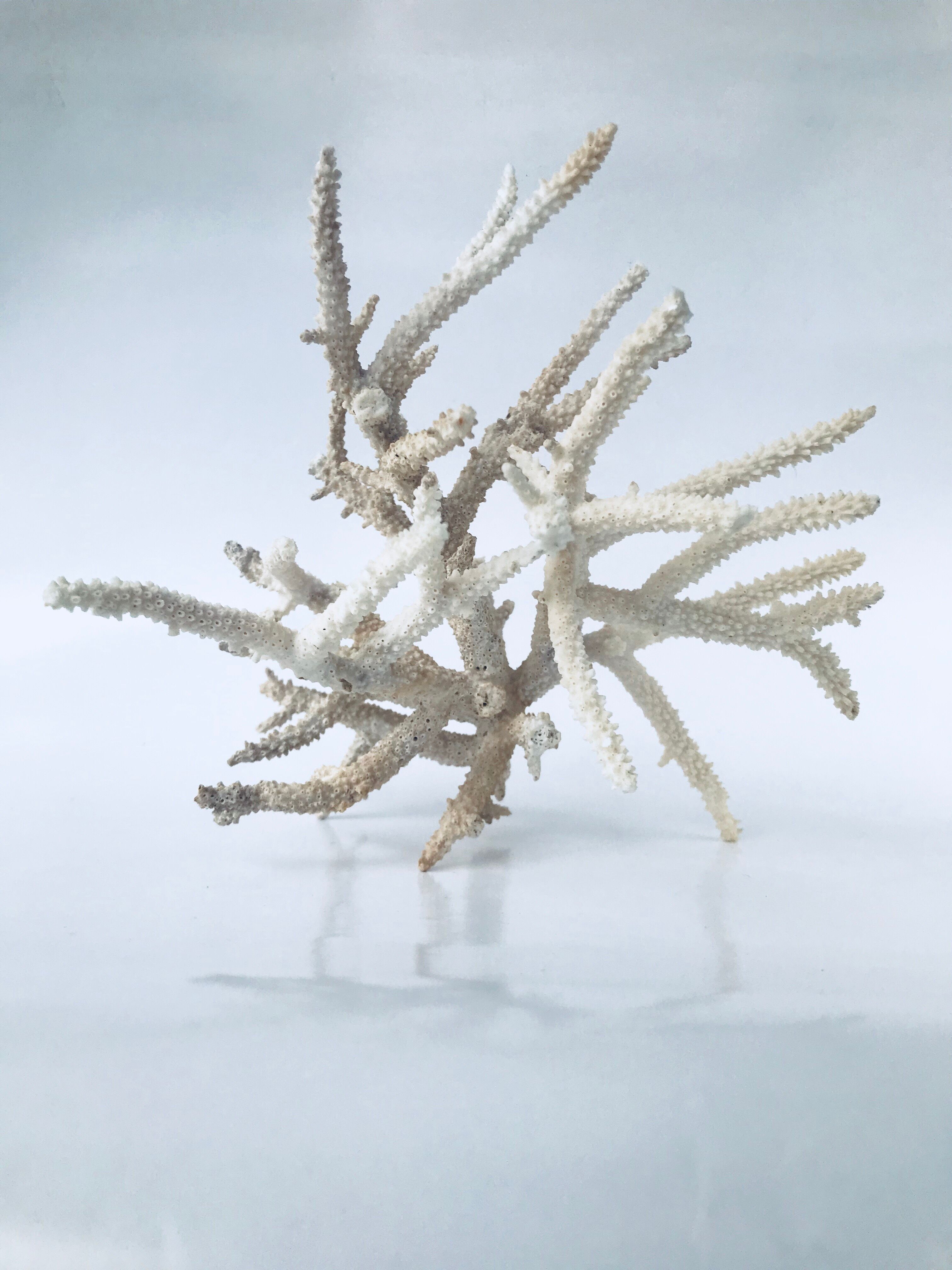 Pacific coral branch