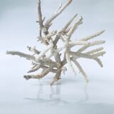 Pacific coral branch