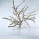 Pacific coral branch