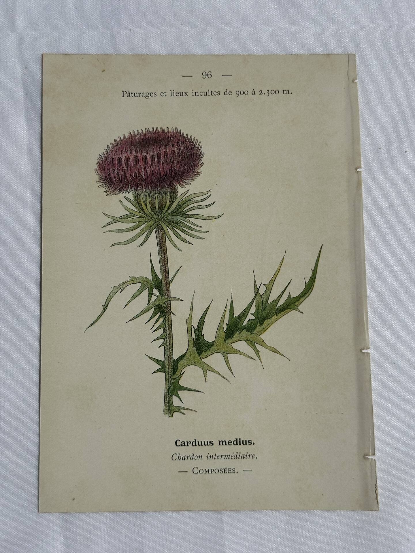 Gravure Botanique Ancienne XIXe – Lithographies Naturalistes  Fleurs