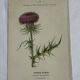 Gravure Botanique Ancienne XIXe – Lithographies Naturalistes  Fleurs