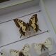14 ancient stuffed butterflies under frame era 1930