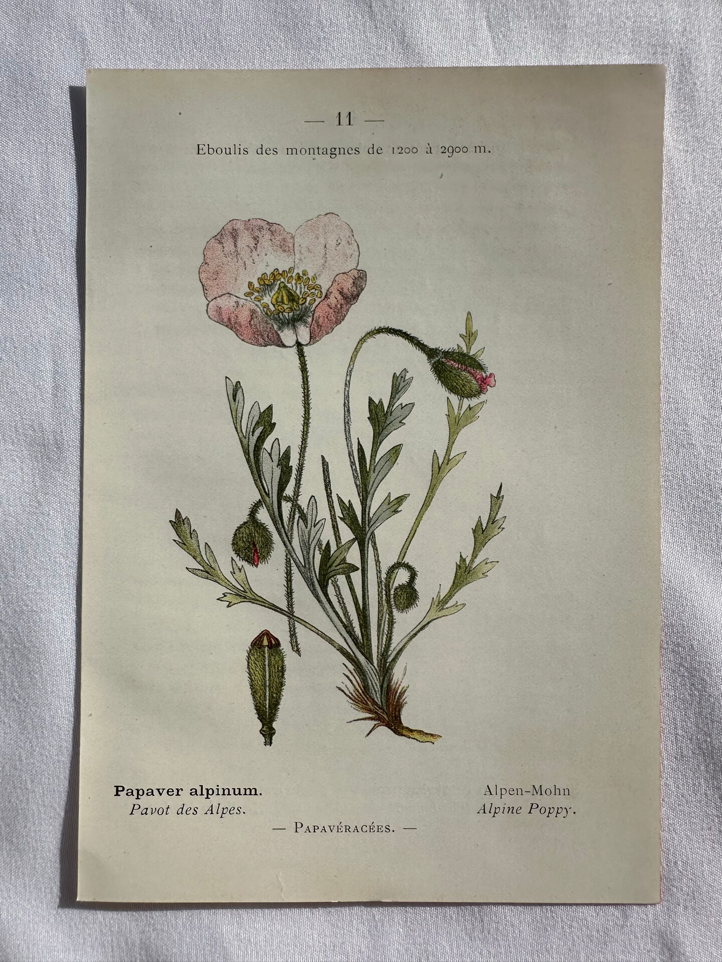 Naturalist Plate – 19th Century Botanical Engraving, Double-Sided