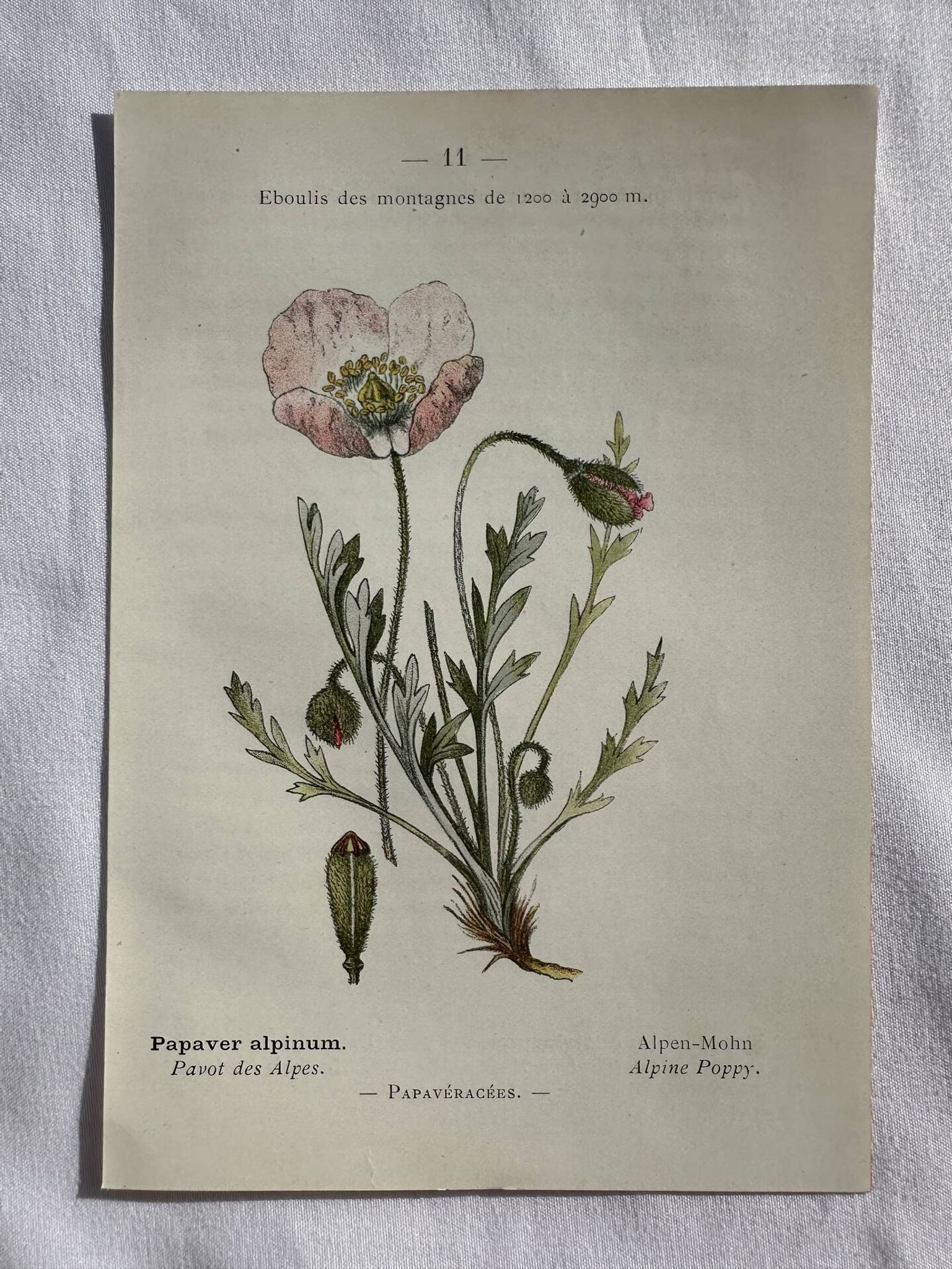 Naturalist Plate – 19th Century Botanical Engraving, Double-Sided