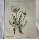 Naturalist Plate – 19th Century Botanical Engraving, Double-Sided