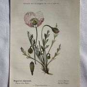 Naturalist Plate – 19th Century Botanical Engraving, Double-Sided