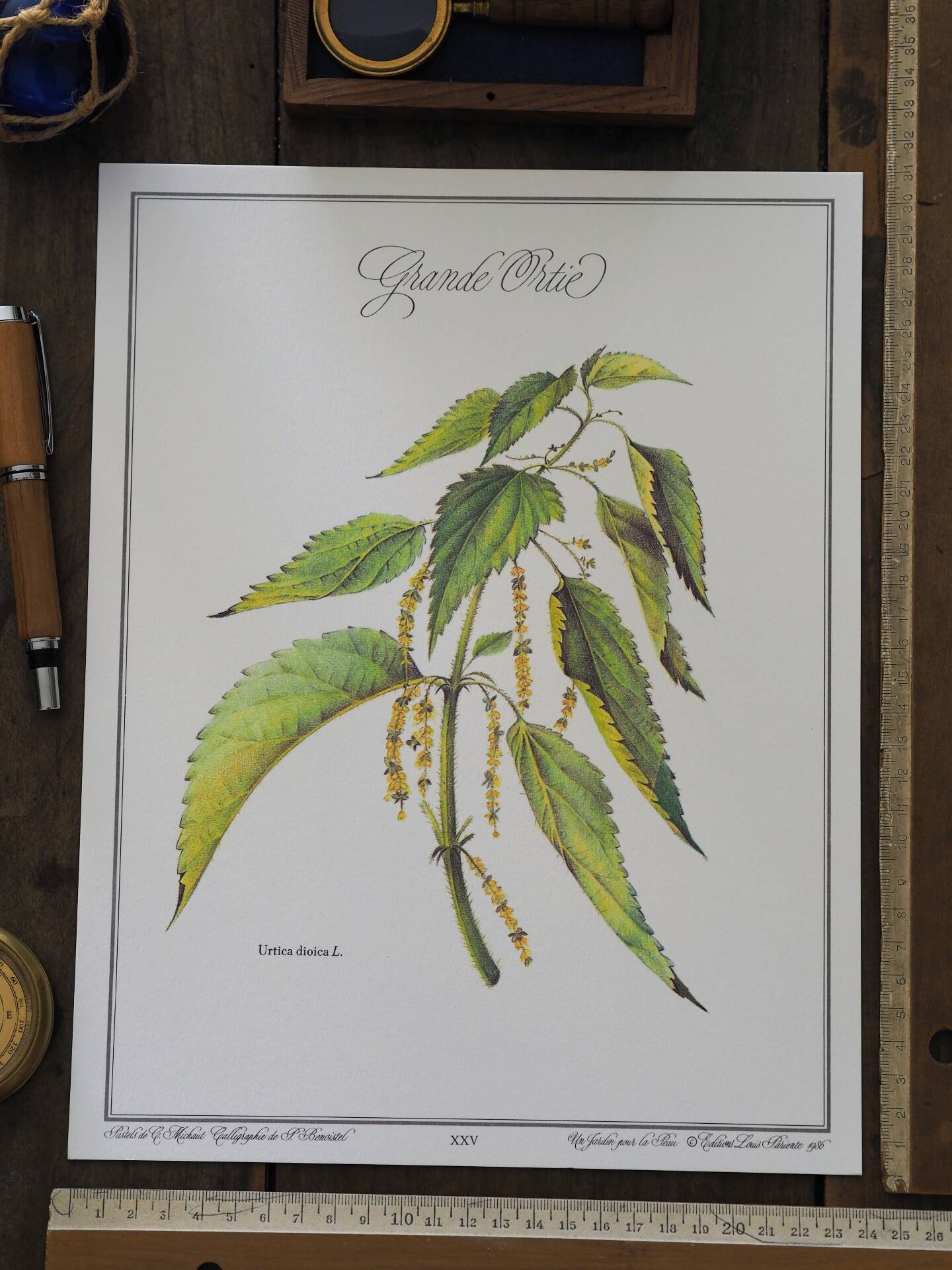 La Grande Ortie, illustration imprimée en 1986. Botanique Vintage.