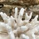 Corail elkhorn, corail corne de cerf