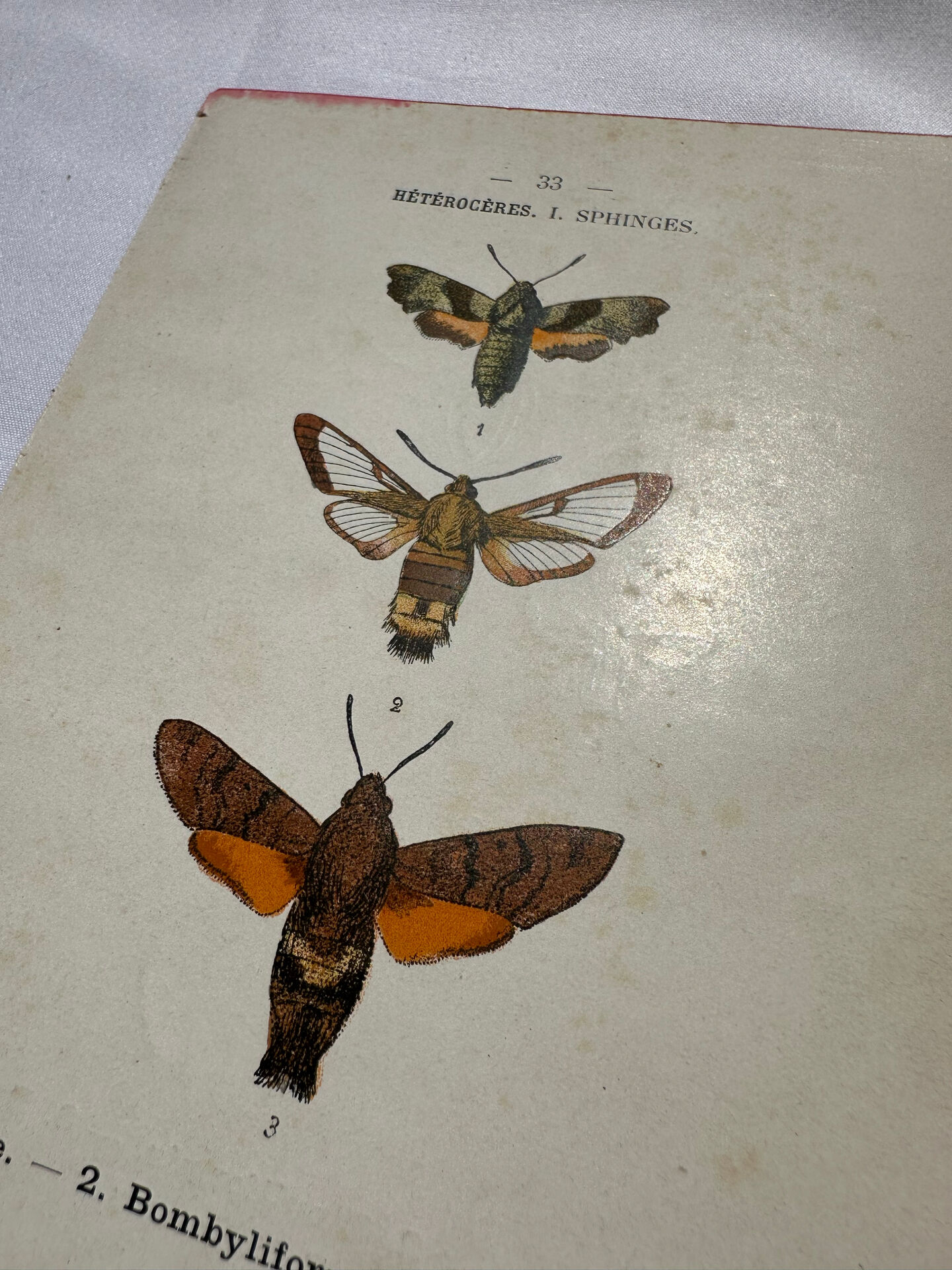 Botanical engraving double-sided butterflies naturalist plate etching