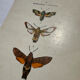 Botanical engraving double-sided butterflies naturalist plate etching