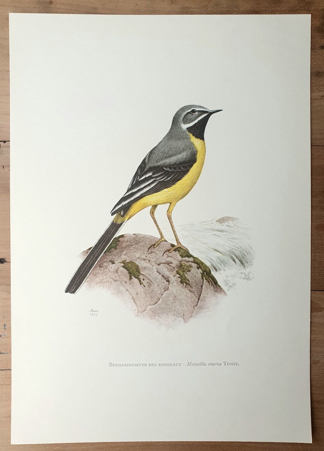 Brook wagtail board