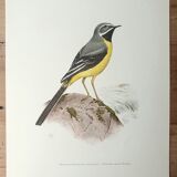 Brook wagtail board