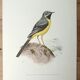 Brook wagtail board