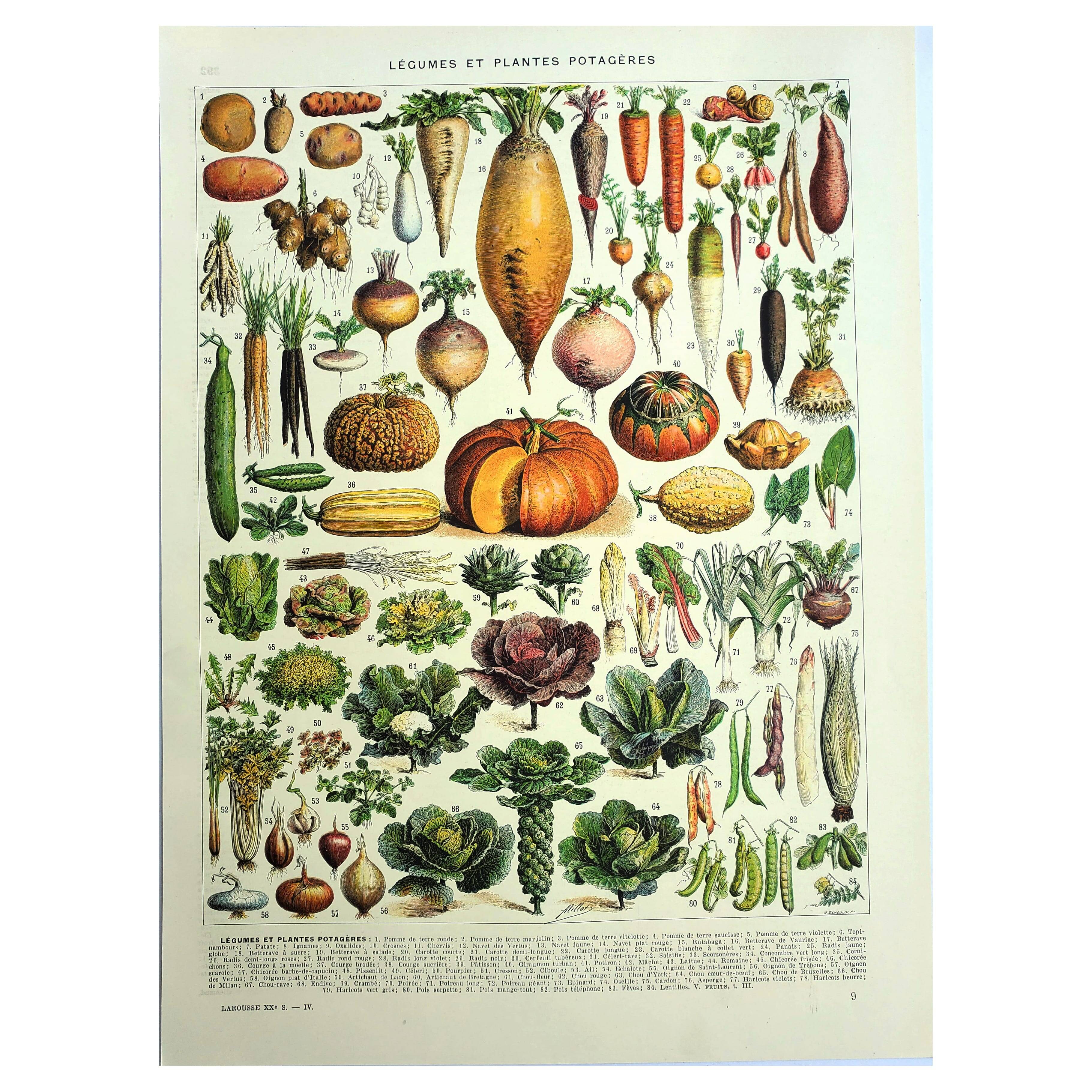 Botanical engraving 1928 A. Millot - Vegetables and vegetable plants, vegetable garden