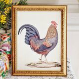 Chromolithographie Coq et cadre bois doré