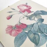 Lot 2 Frames botanical illustration flower rose