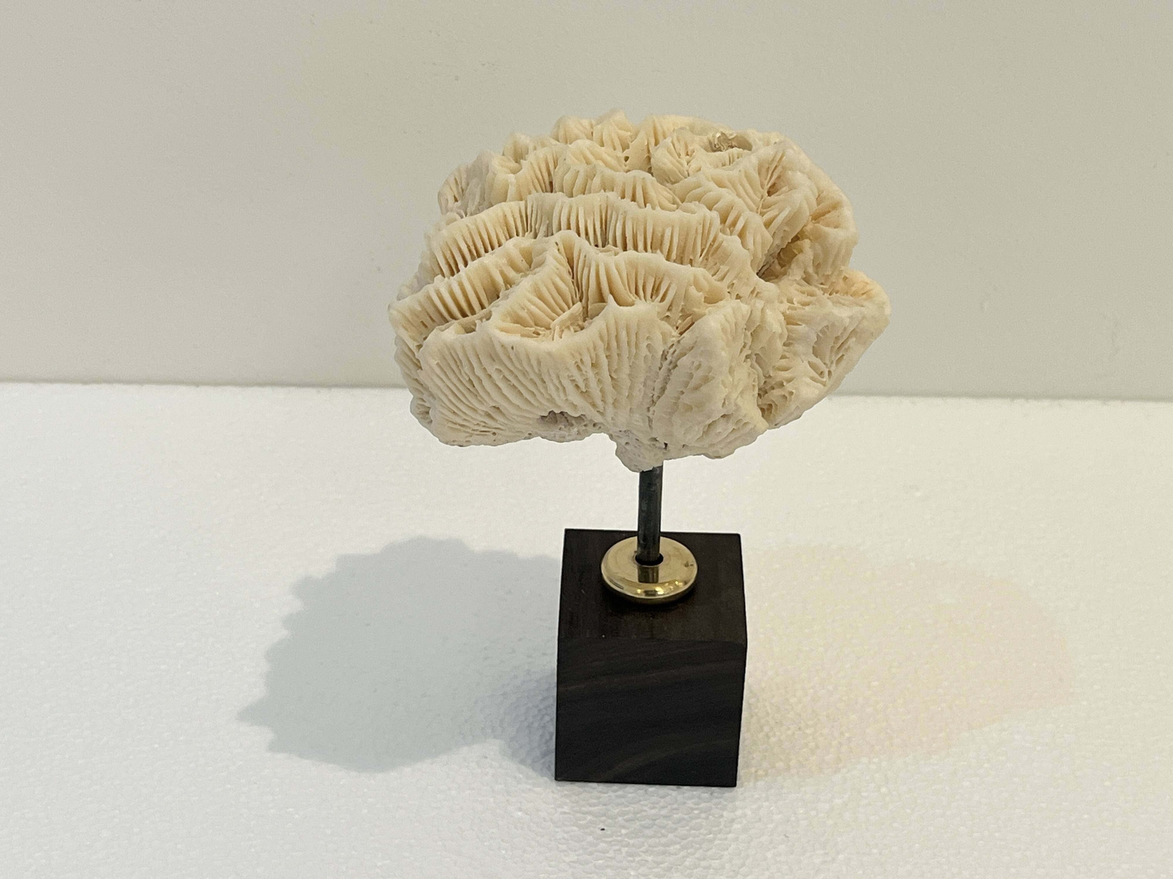 Antique natural white fossil coral on wooden base cabinet of curiosities