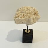 Antique natural white fossil coral on wooden base cabinet of curiosities