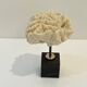 Antique natural white fossil coral on wooden base cabinet of curiosities