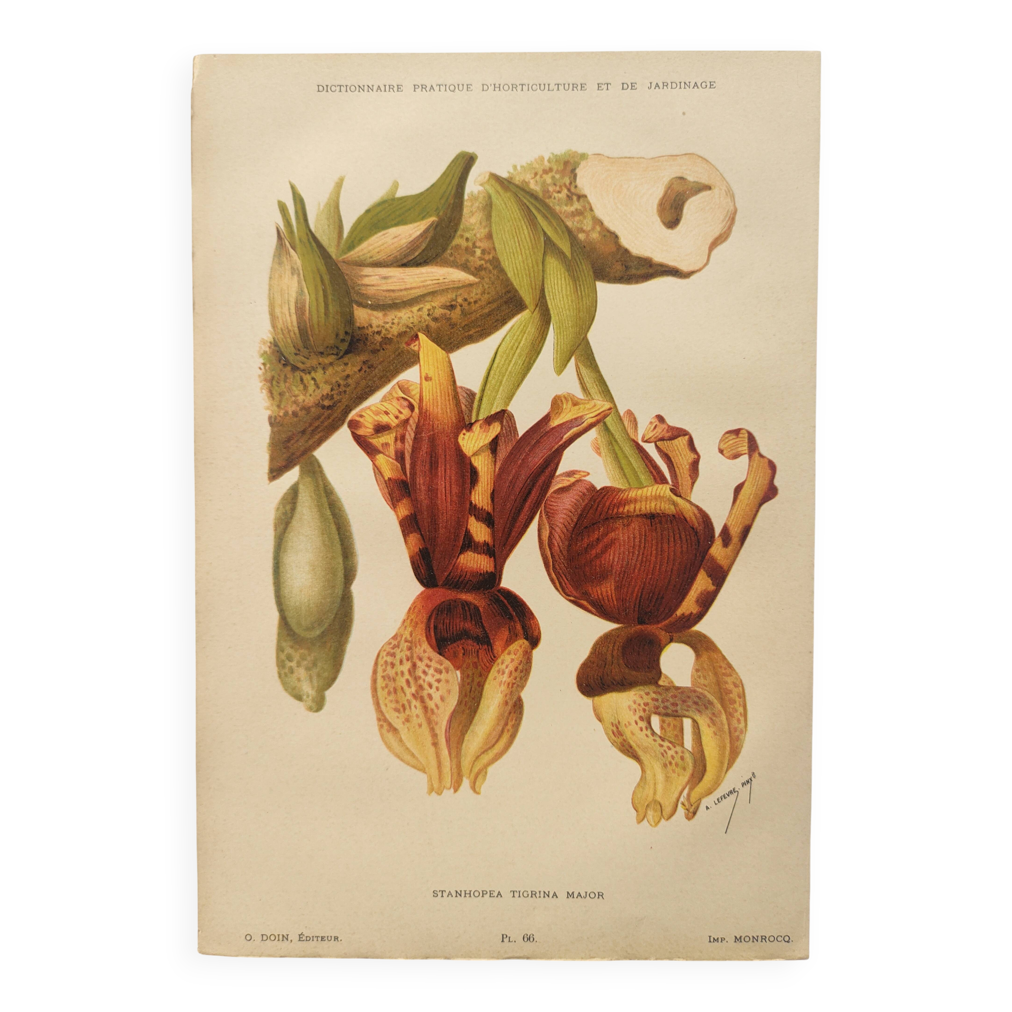 Botanical engraving from 1897 - Stanhopea Tigrina - Original plate A.Lefevre