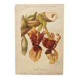 Botanical engraving from 1897 - Stanhopea Tigrina - Original plate A.Lefevre