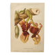 Gravure botanique de 1897 - Stanhopea Tigrina - Planche originale A.Lefevre