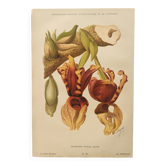 Botanical engraving from 1897 - Stanhopea Tigrina - Original plate A.Lefevre